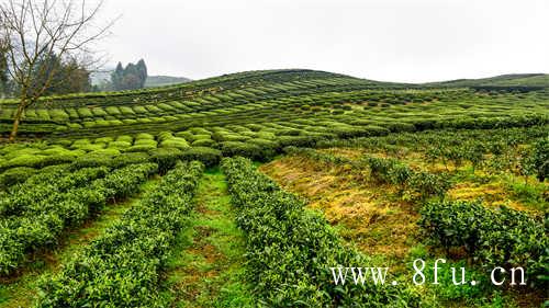 福建福鼎老白茶茶香沁人心