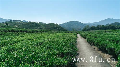 福鼎白茶茶饼多少年保质期