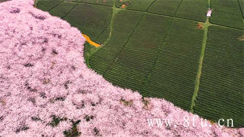 白茶的茶色为什么是白色的