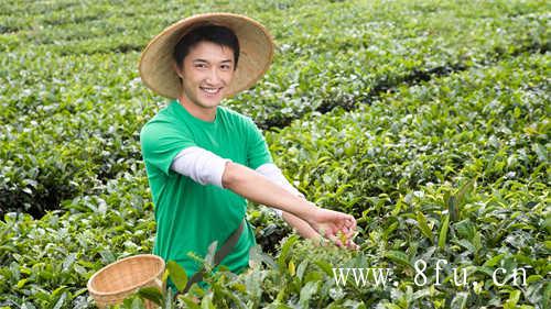 茶香古今