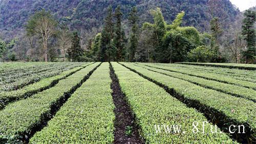 安吉白茶与绿茶的区别