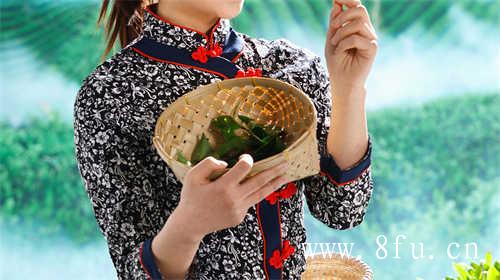 福鼎大毫茶产地及分布及分布