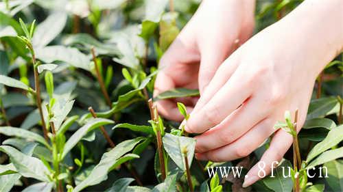 白茶的功效与作用白茶是什么茶