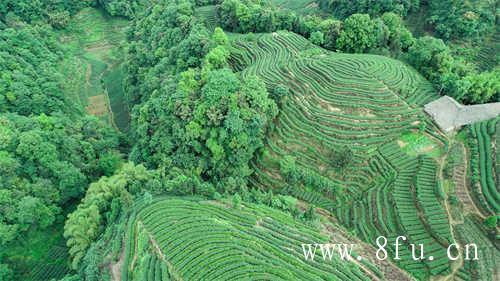 荒野茶对荒废时间有一定要求