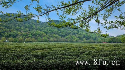 中国名茶荟萃散落在各大山脉