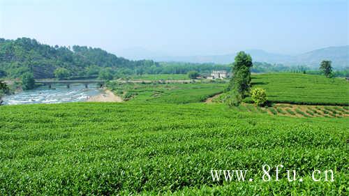 春茶季和秋茶季的区别