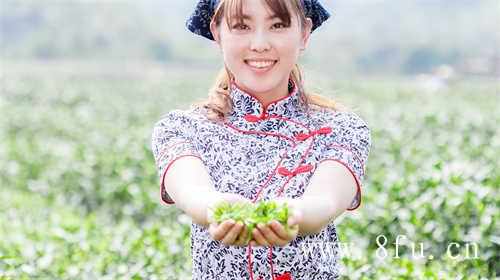 福鼎白茶茶饼怎么储存放