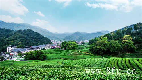 白茶可以存放多久
