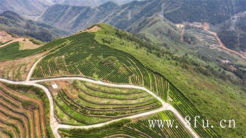 中国普洱茶十大品牌排行榜