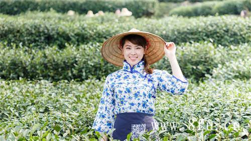 福鼎白茶有多受欢迎