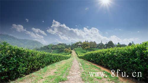 特级老白茶寿眉茶饼价格