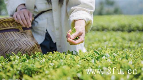 长期收藏白茶好还是散茶好