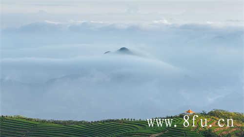 国昂福鼎白茶茶膏暖胃护胃