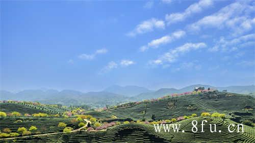 新茶的正确冲泡方式你知道吗