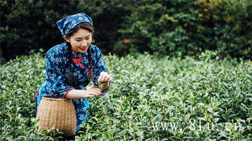 白露茶与寒露茶有什么区别