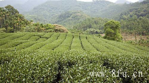 白茶龙珠茶与巧克力茶的由来