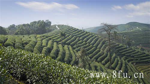 茶圈人没喝过十年老白茶枉喝茶