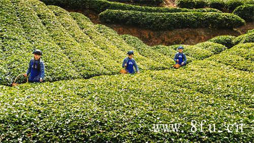 白茶散茶和饼茶的区别