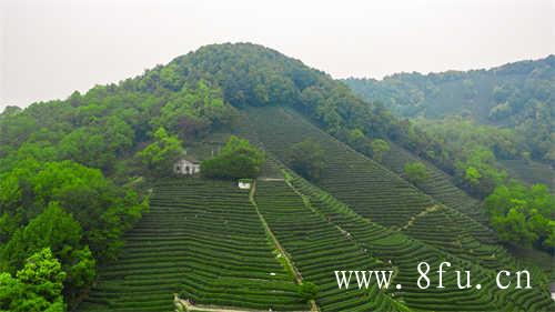 福建大白茶福鼎大白茶