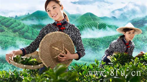 喝寿眉茶的功效与作用