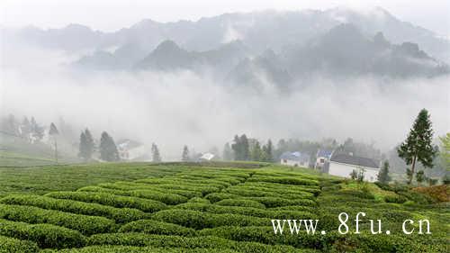 茗星茶艺师济南分赛圆满收官