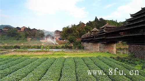 白茶究竟是选择散茶好还是茶饼好