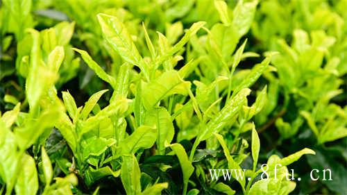 福建福鼎白茶最出名的5个产地