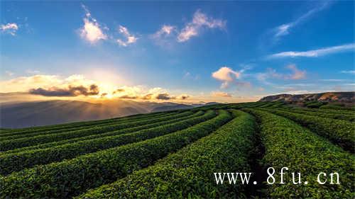 白茶饼一次性撬下多少合适