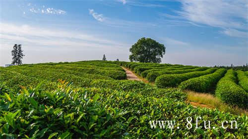 2021年全国白茶产量达8万吨