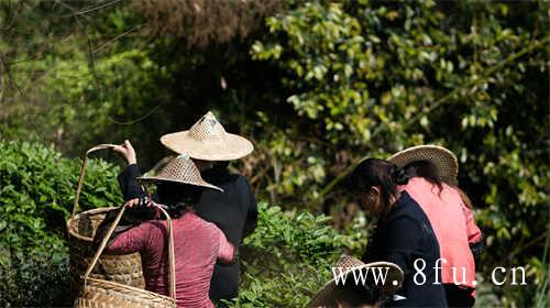 太姥山特级老白茶