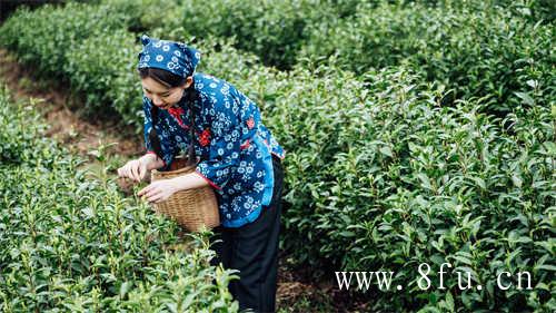 福鼎白茶分类