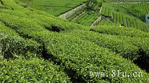 夏季饮茶有哪些好处