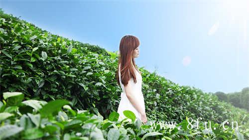 储存福鼎白茶要注意什么