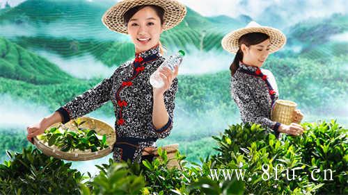 福鼎十年老白茶价格一般是多少