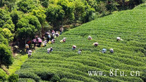 陈年白牡丹茶的功效与作用