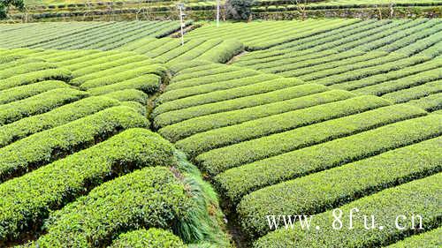 白毫银针散茶价格品牌推荐