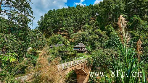 福建天鼎茶业有限公司