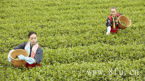 福鼎白茶饼怎么泡水温