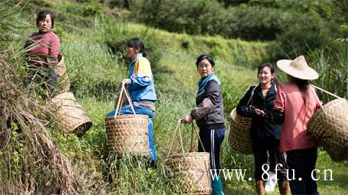 崔晨苏俊带回福建福鼎白茶