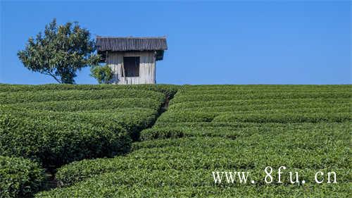 福建白茶是什么茶有哪些品种