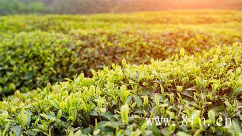 茶汤鲜爽的秘密藏在氨基酸里