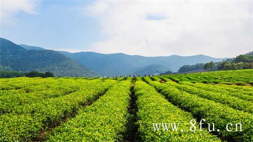 福鼎白茶有哪些适宜人群