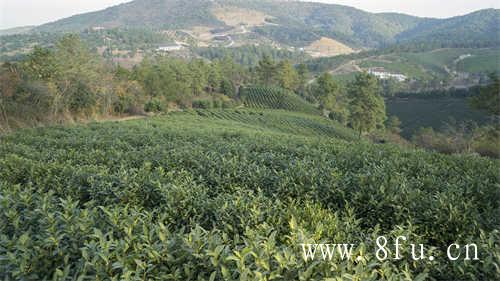 茶文化的核心闪亮茗天