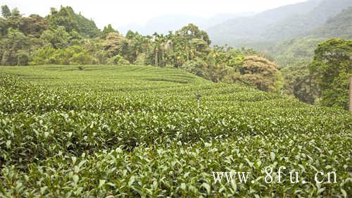 福鼎茶叶销量排行榜你知道吗