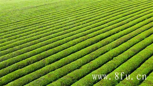 福鼎白茶茶饼存放方法