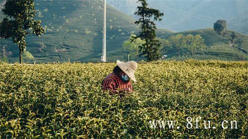 白露时节采摘的白露茶