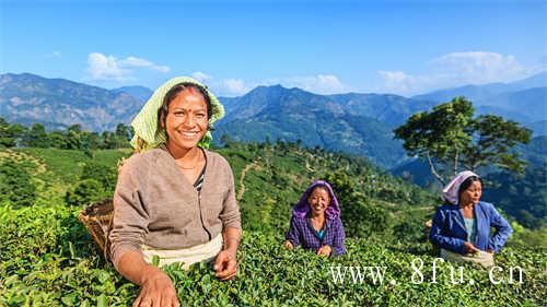 福鼎大毫茶产地及分布及分布