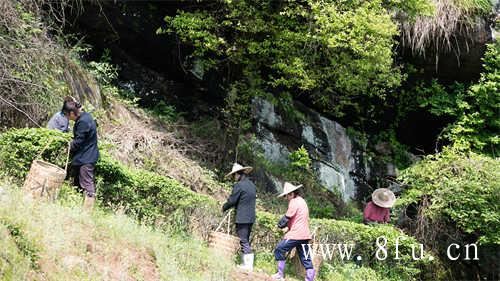 福鼎白茶新茶储存方法