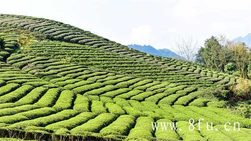 如何挑选一杯好的白茶