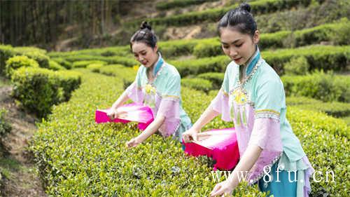 常喝白茶消肿润肺